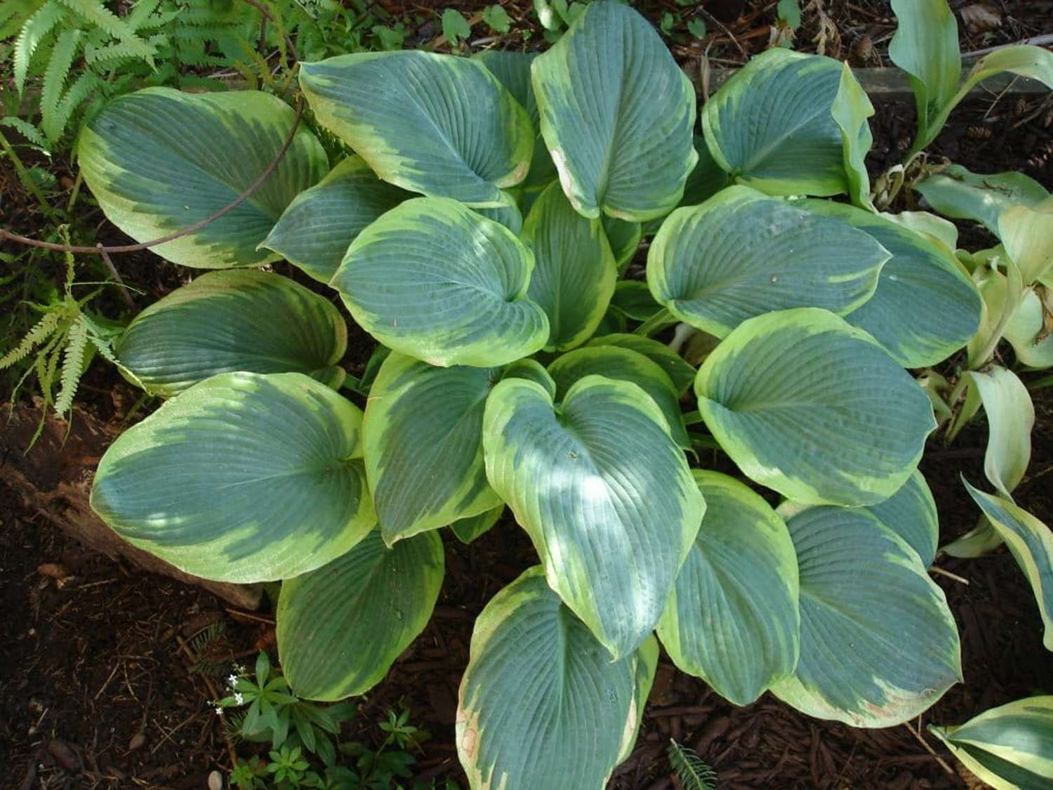 Hosta 'Frances Williams'